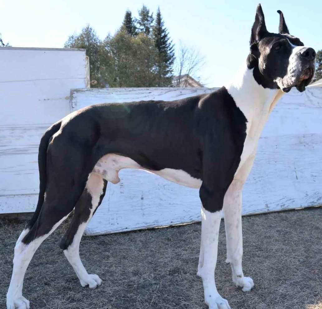Turkish Whirling Dervish