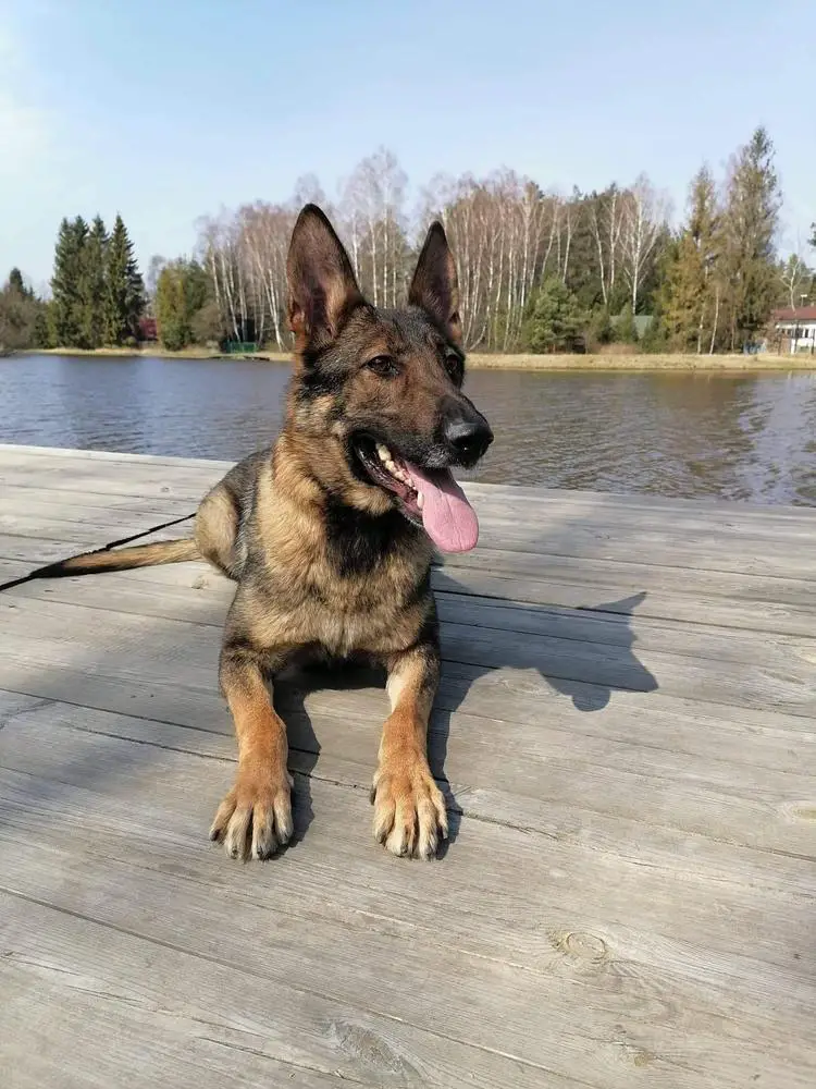 Chica zo Zeleneho haja