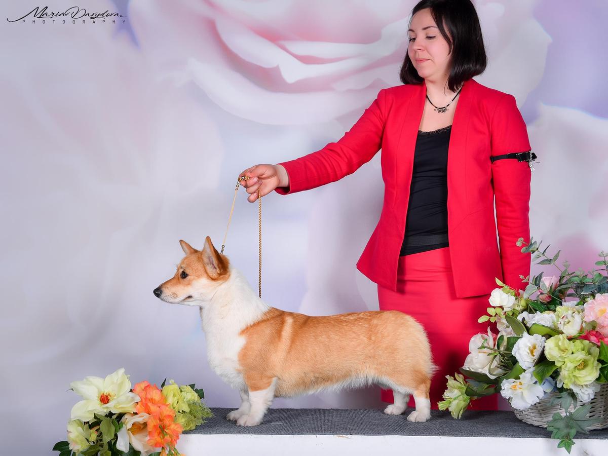 JCH UA, CH UA, BBB Sirena Von Boo Sambatus n/b