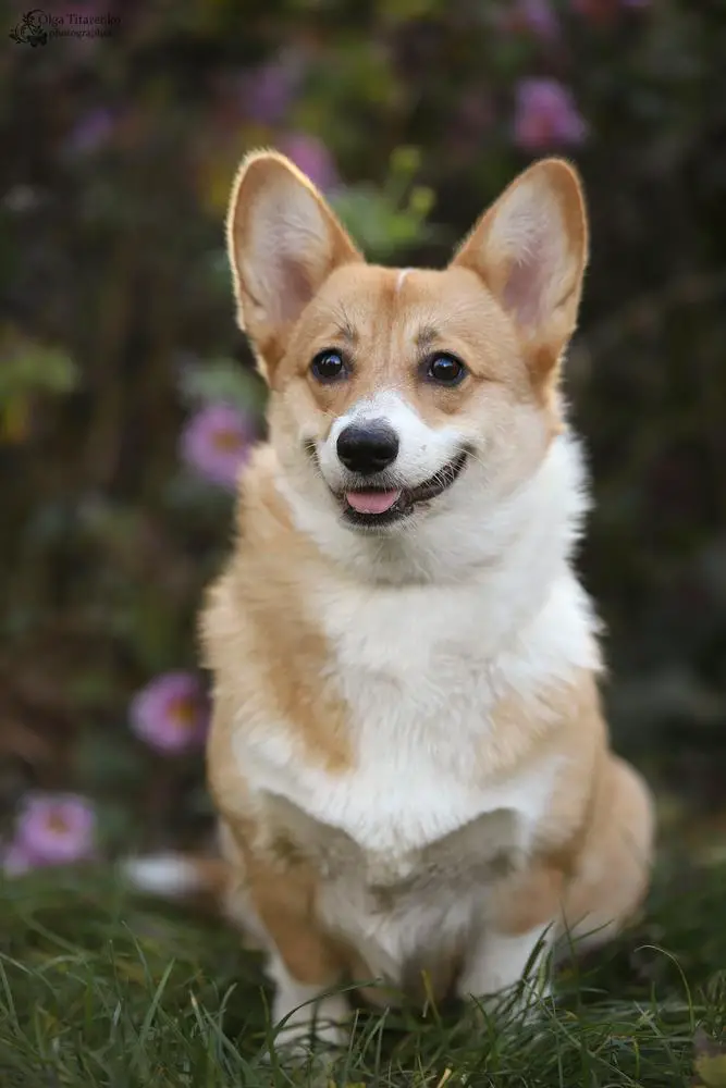 Chelsea Charm for Bis Tita