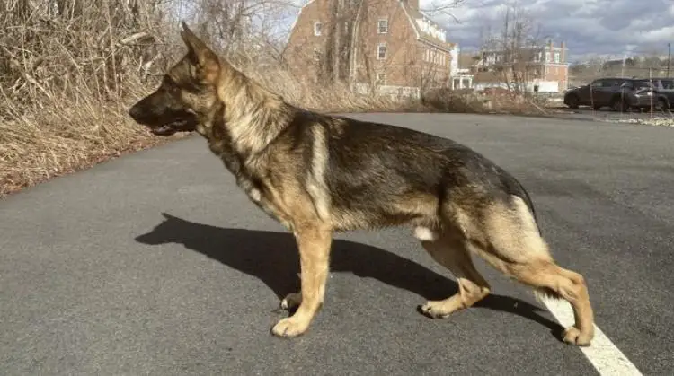 Dragon’s Breath Von Dem Nachtwaechter