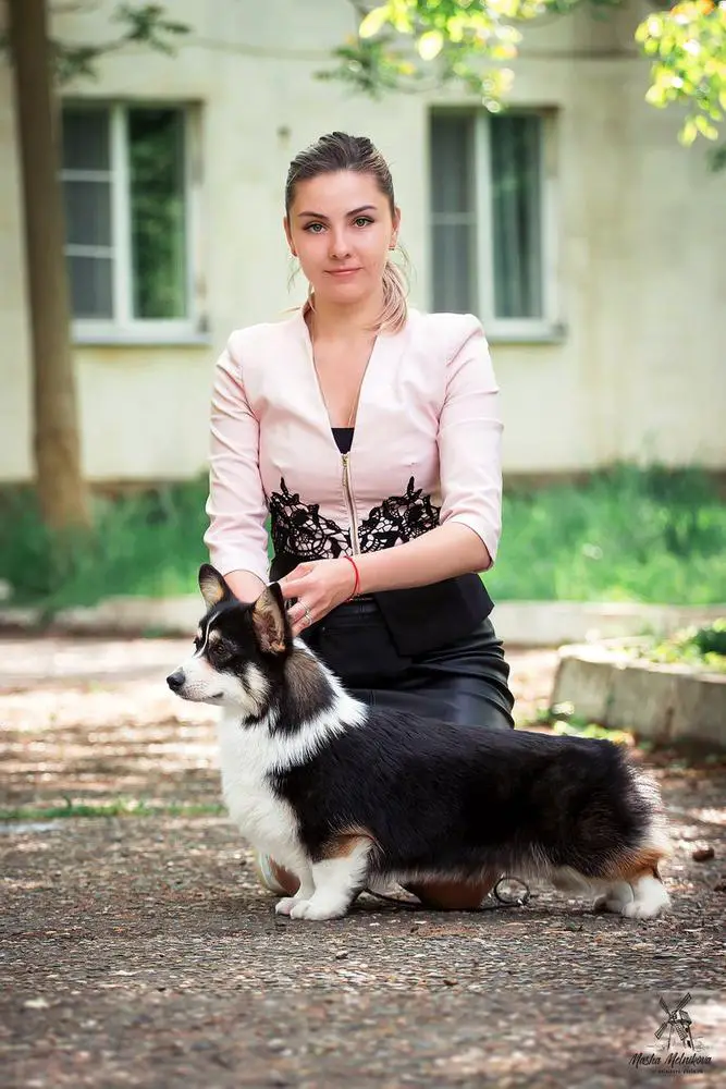 JGrCH.RUS,JCH.RKF,JCH.RUS, JCH.CL RUS,JCH.ARM,CH.RUS,CH.RKF Blitz Getter Paradise Black Beauty