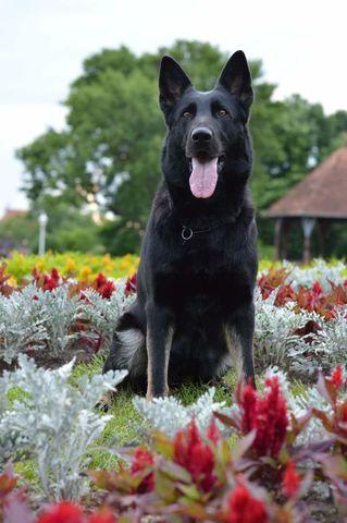 Beatrice vom Haus Cosi