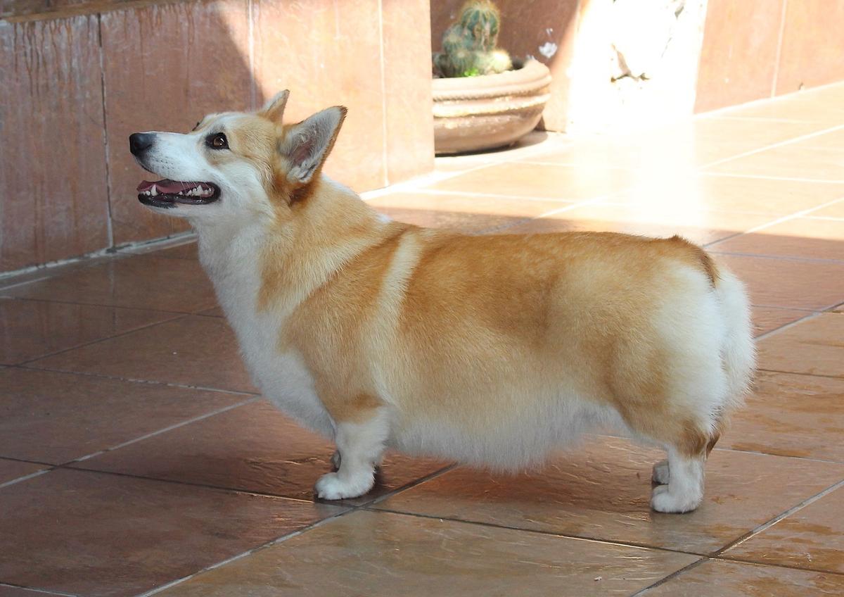 Bencor Sweet Caroline (Benítez)