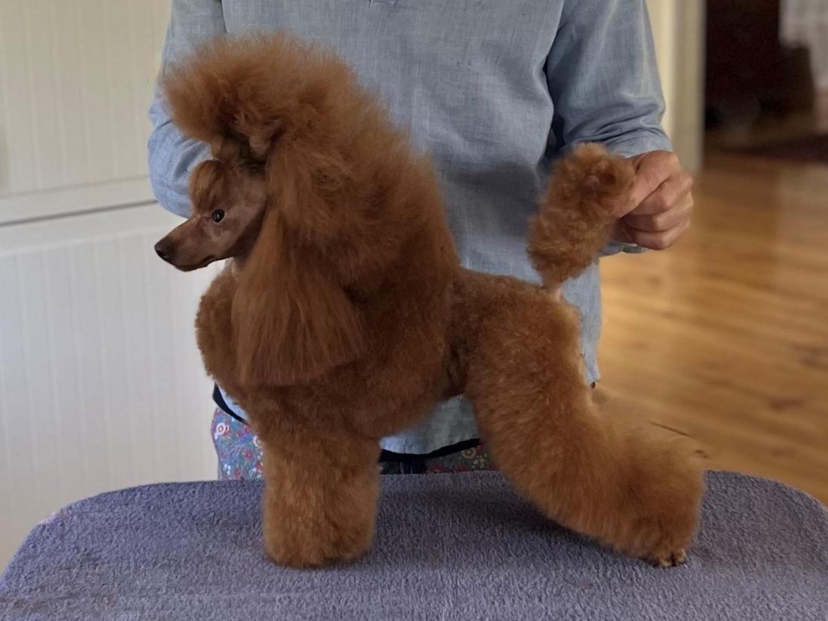 JCH E Kram de Alderrabel Bandido