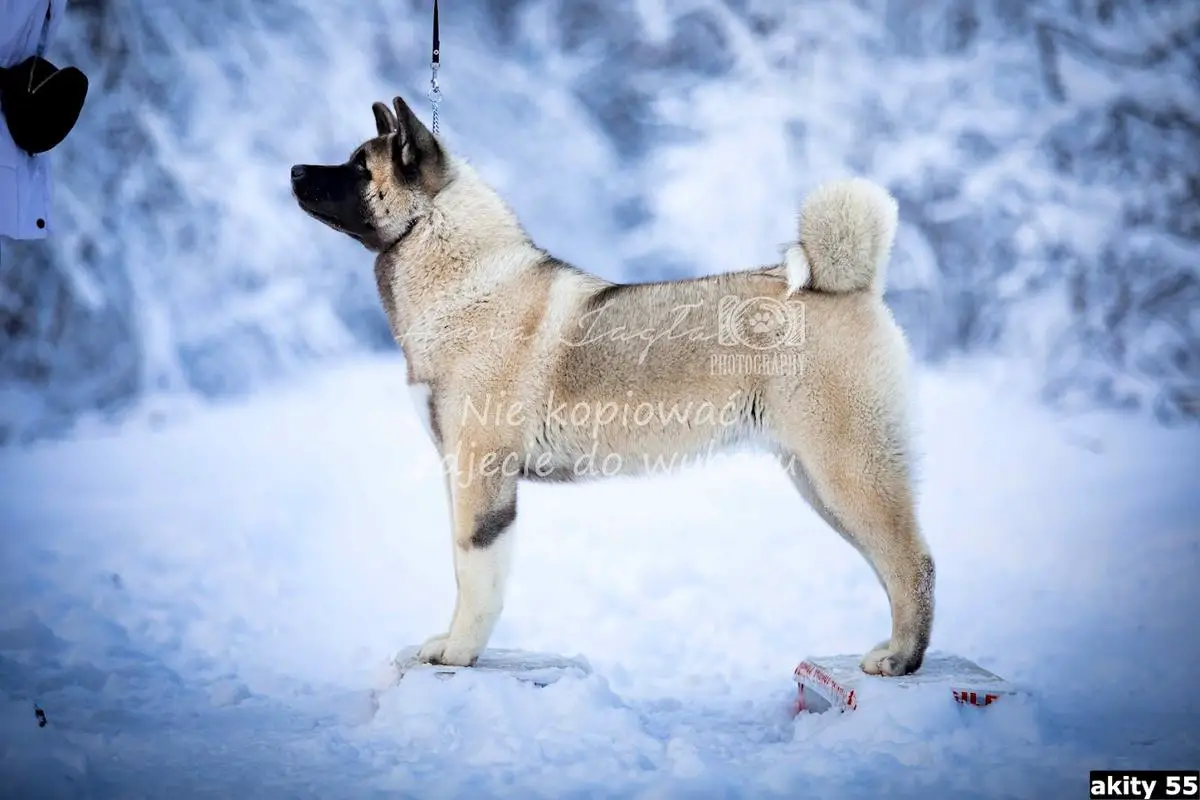 Corona Queen Luxury Style