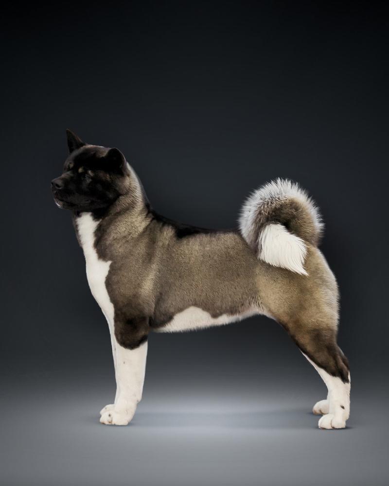 ЮЧРКФ, ЮЧР, ЮКЧК, ЧР, Т1 Sol Favorite Dolce Vita