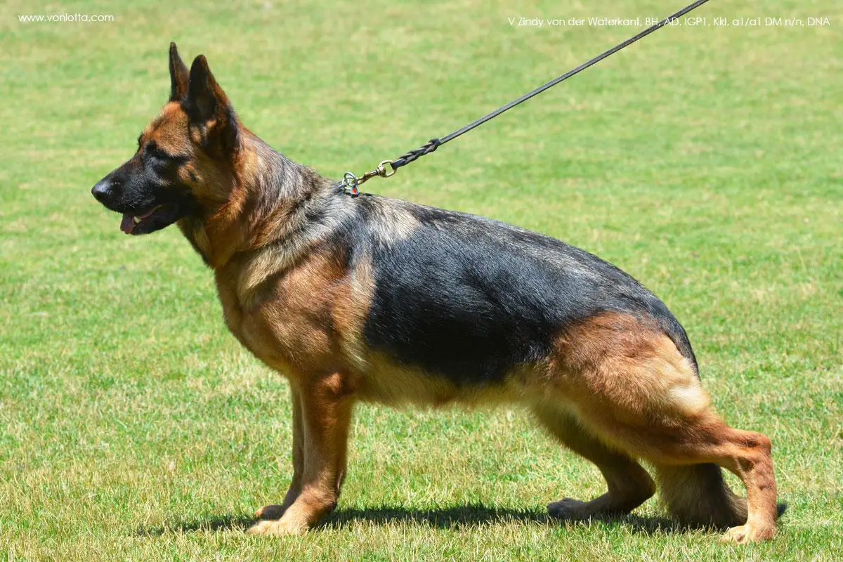 Zindy von der Waterkant