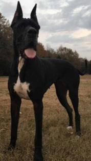 Coldwater's Dawn Of Love Vom Fairytail