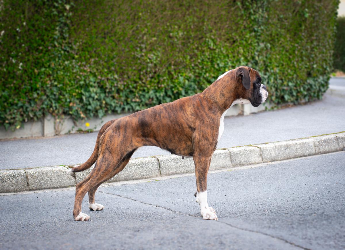 Ch-CH  ChB-J LU-CH Sowilo de Boxer de Infantes de Torote