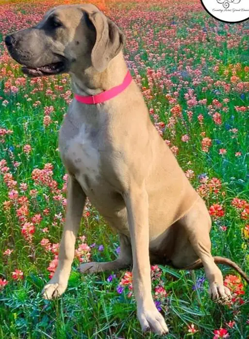 Pixie Of Country Acres
