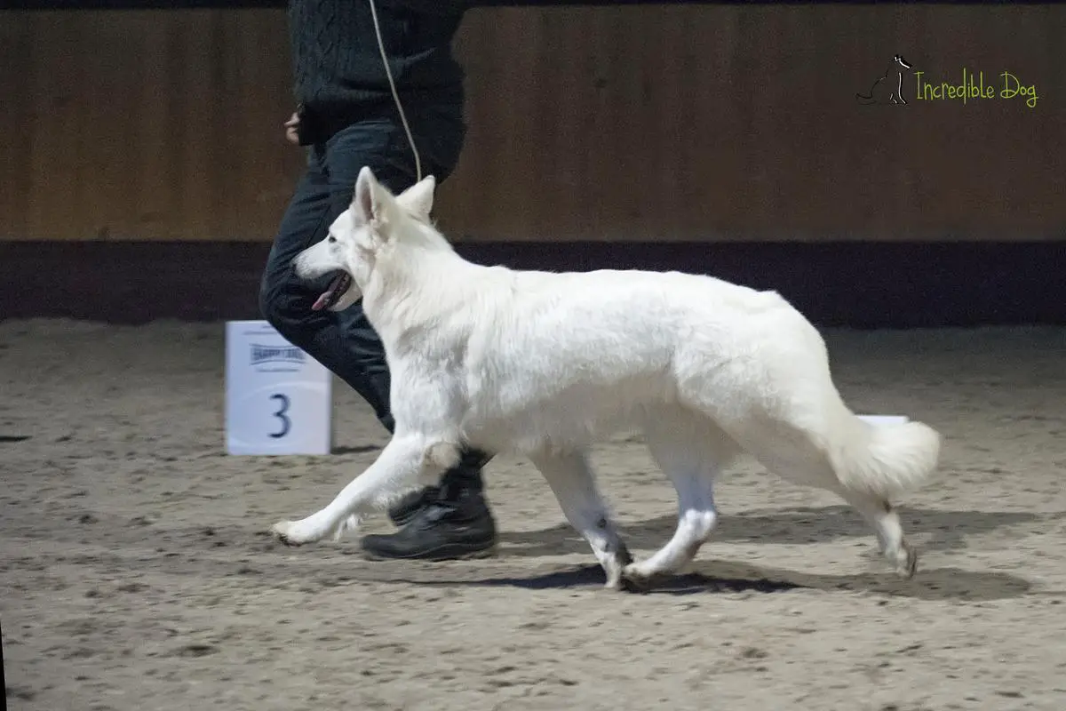 Indigo INCREDIBLE DOG