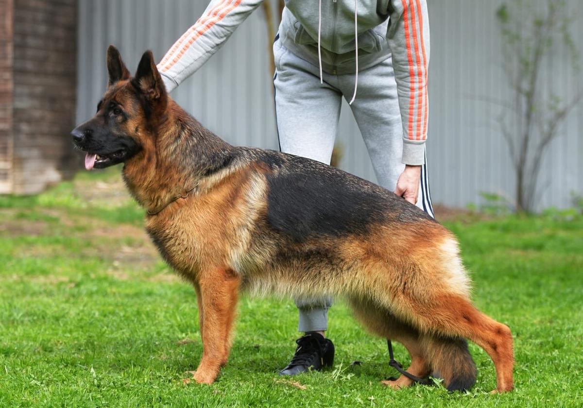 JCH.RUS,JCH.RKF,CH.RUS,CH.RKF Tiam White Castle Sakura