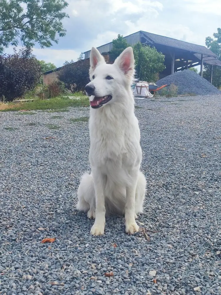 Just Wannabe a Jedi von King's Silbertal