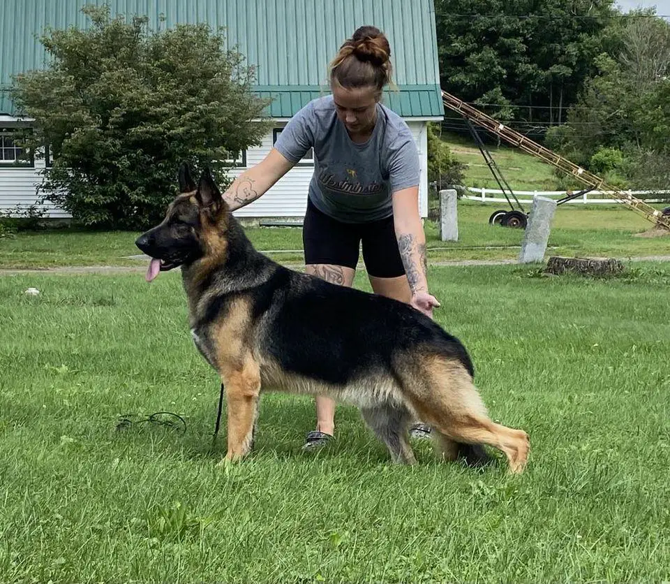 Norberge's Dance With Me Of Clayfield