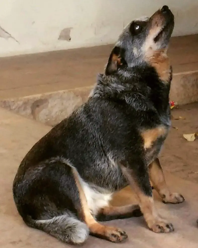 Quality Heeler's Cassandra