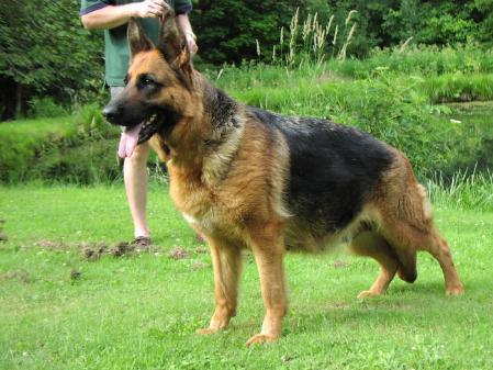 V Quina vom Poxdorfer-Tannenhof