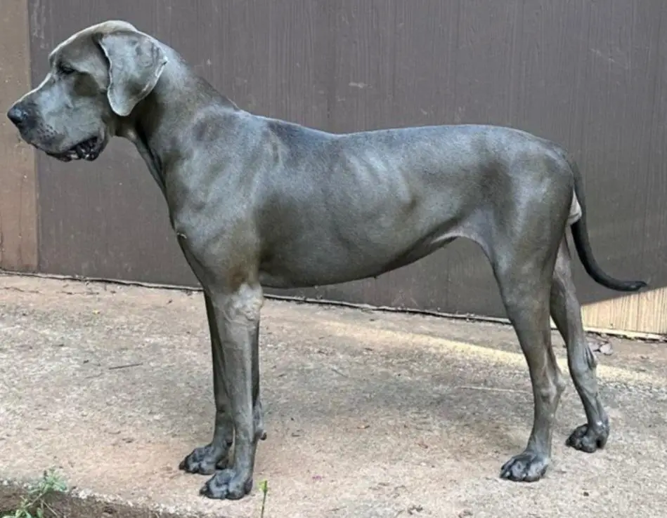 Rough Diamond's Princess Anastasia of DDR