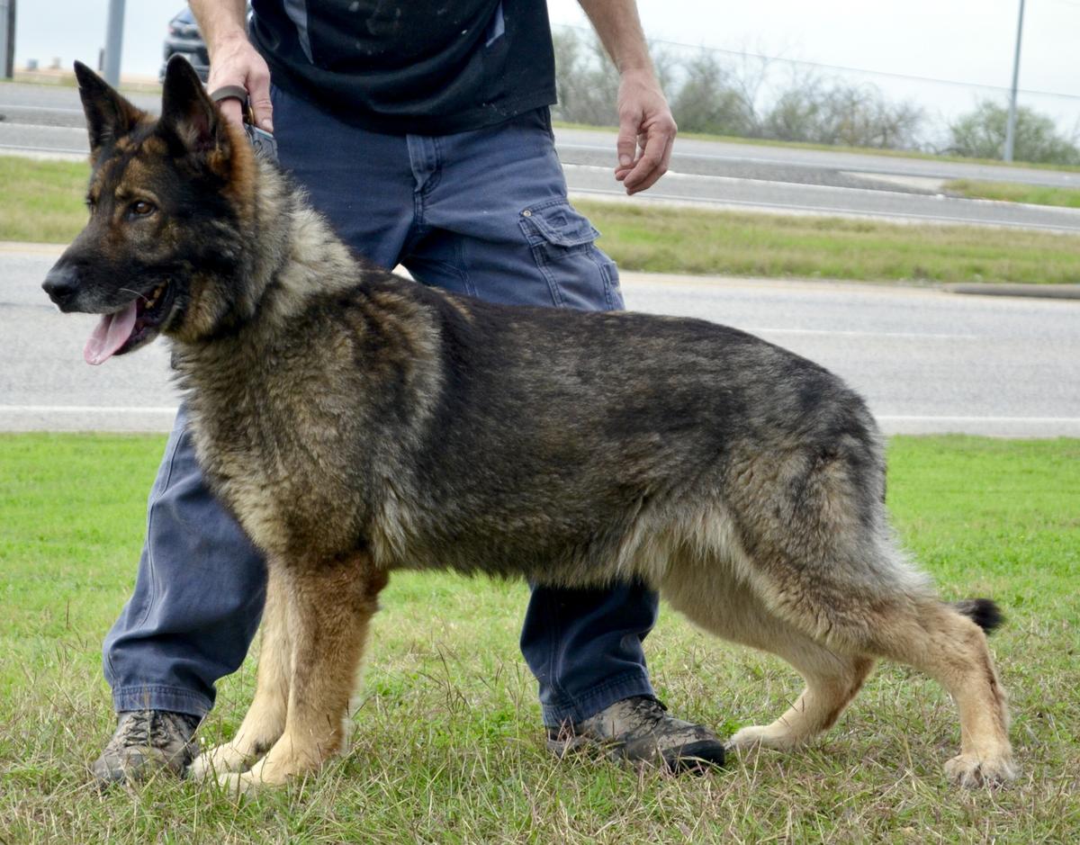 Guess vom wilden Hexenkessel