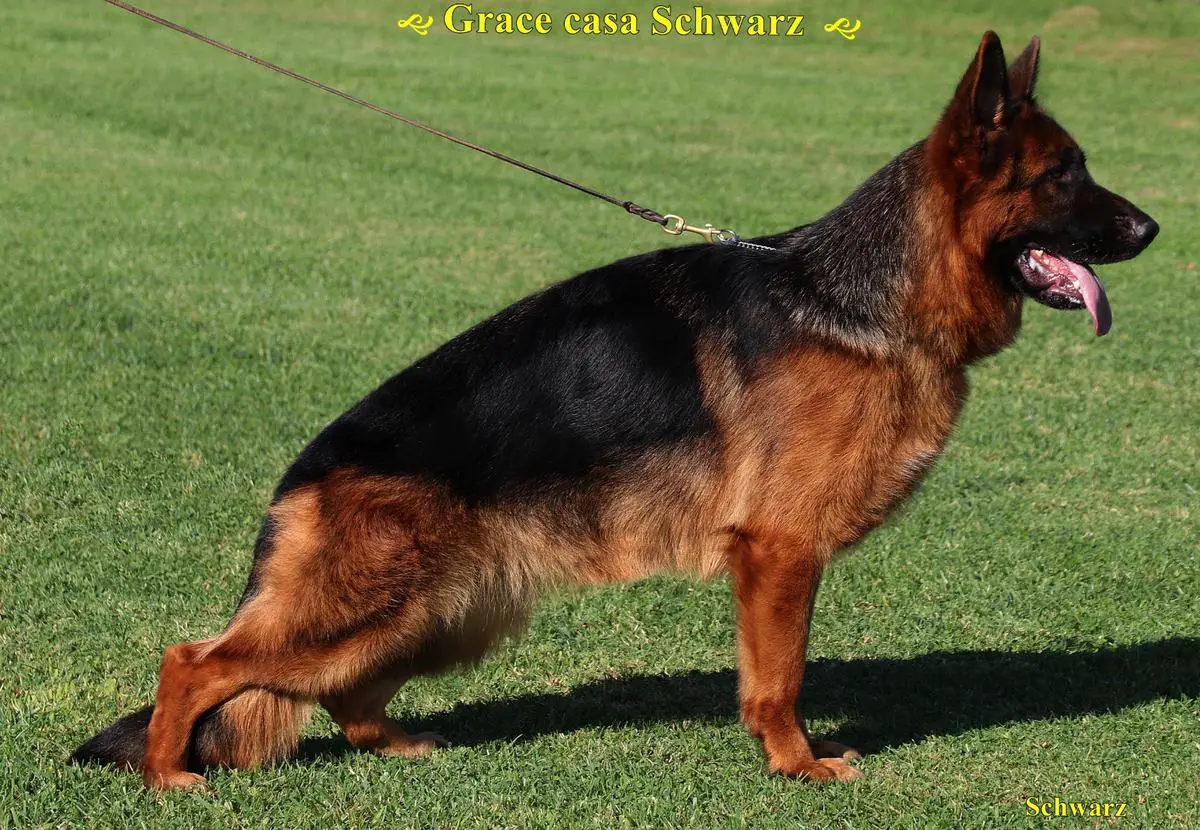 Grace di Casa Schwarz