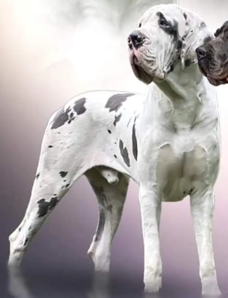 Lauer Danes Bohemian Rapsody Galileo