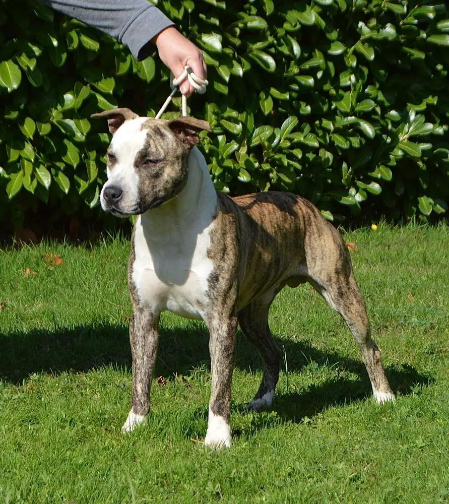 Sky knight De Rockstardog