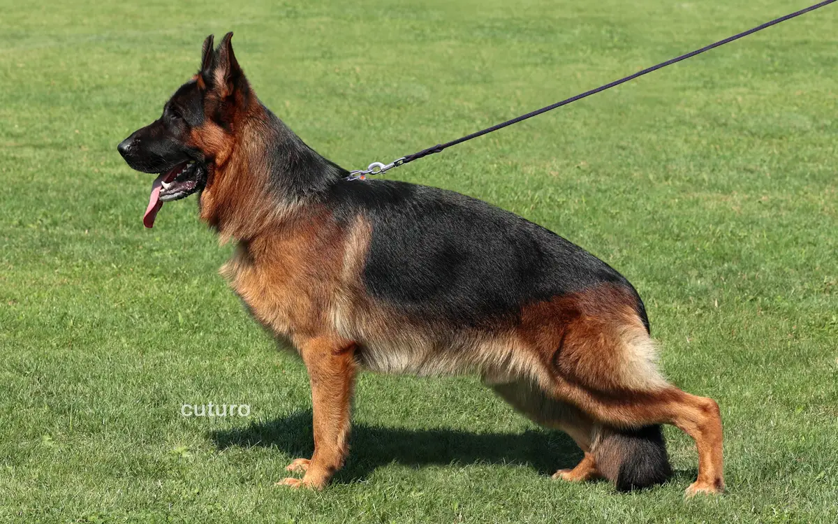 V7 24'PL QUEBO Cuturo