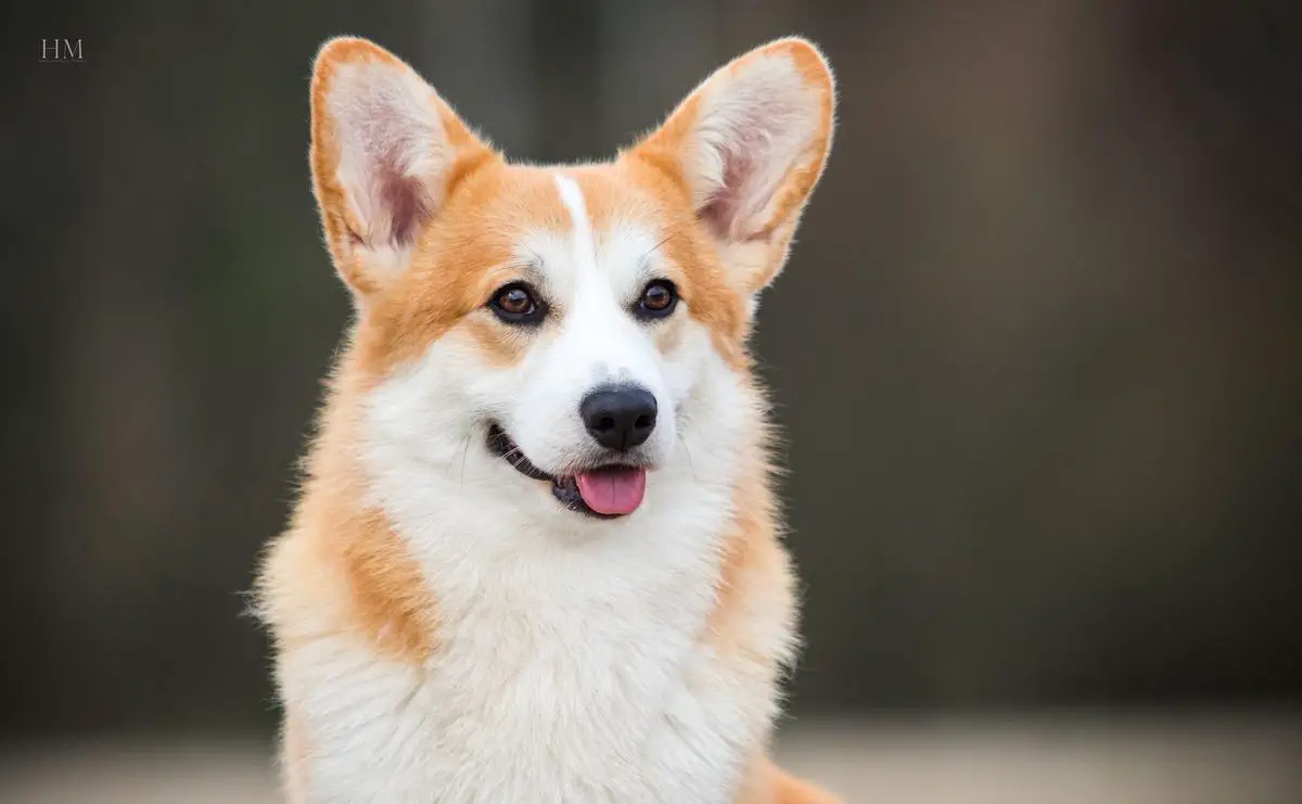 JCH MD, GR JCH MD, Club Winner, CH RO Grey Grand Spirit (n/b)