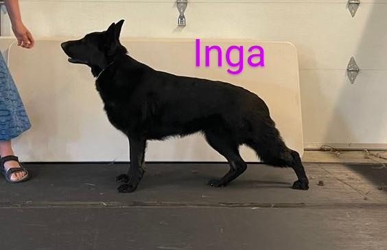 Int. Nat. CH Diwaids Inga vom Majorhaus