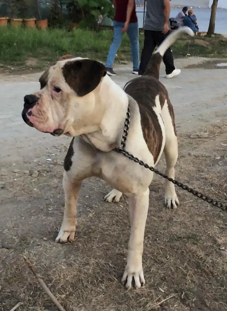 Yıldız's Tank of Canini Dog
