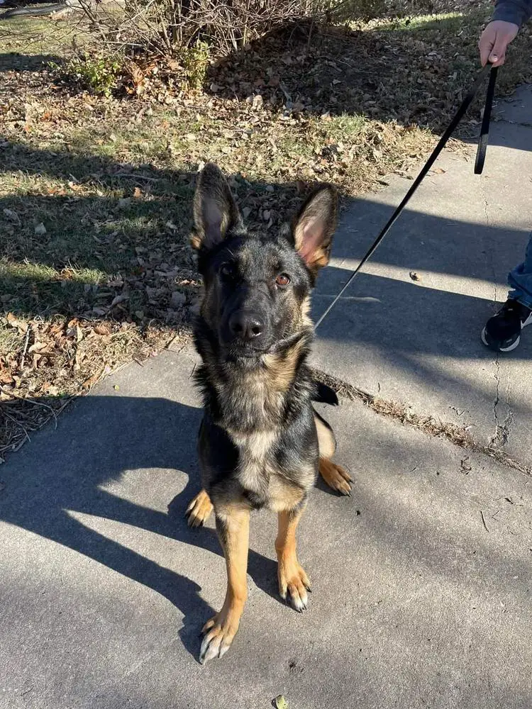 Spoonemore's Better Than An A.K.