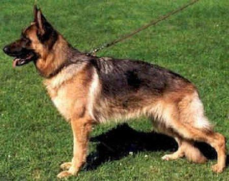 Panja von der Liebeswarte