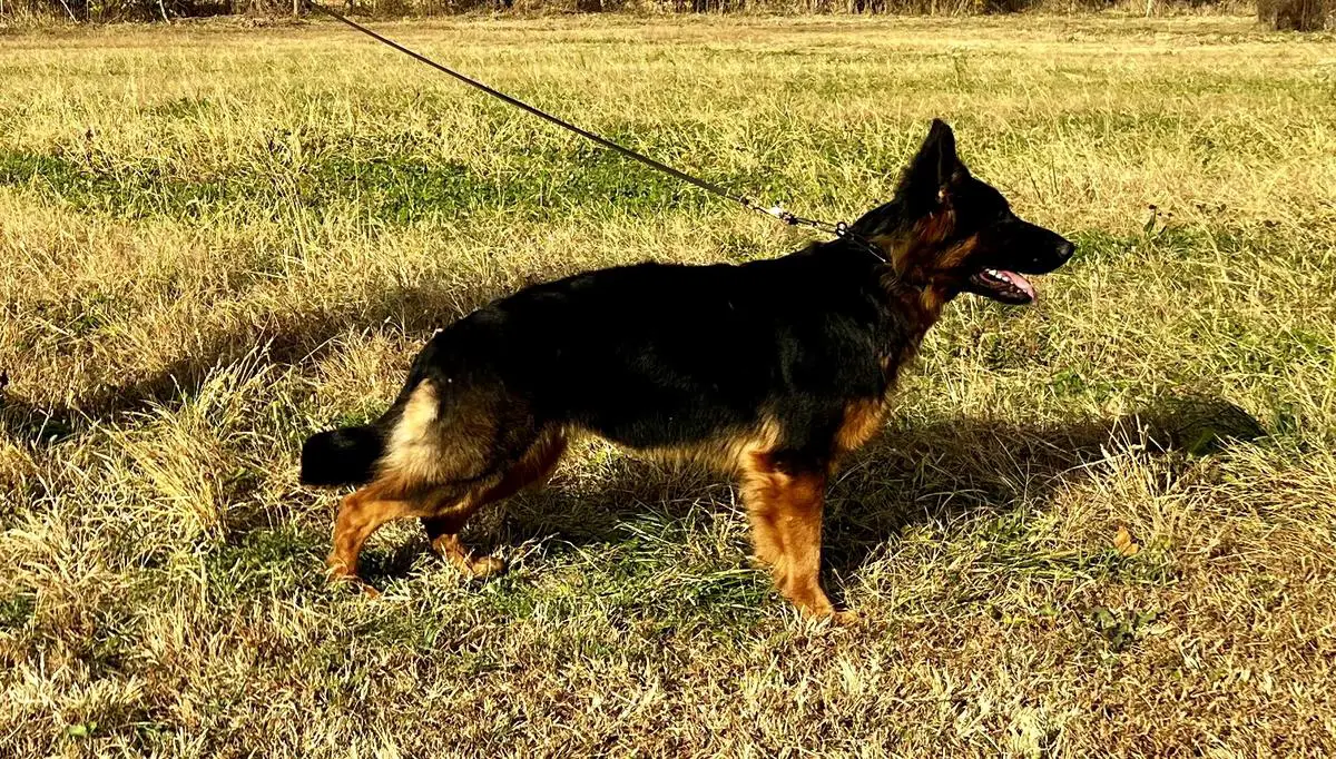 Indiana’s Iris Von Merryman Haus