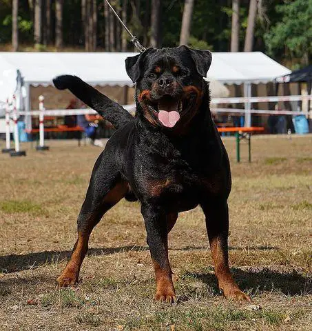 Balou Von Der Crossener Ranch II