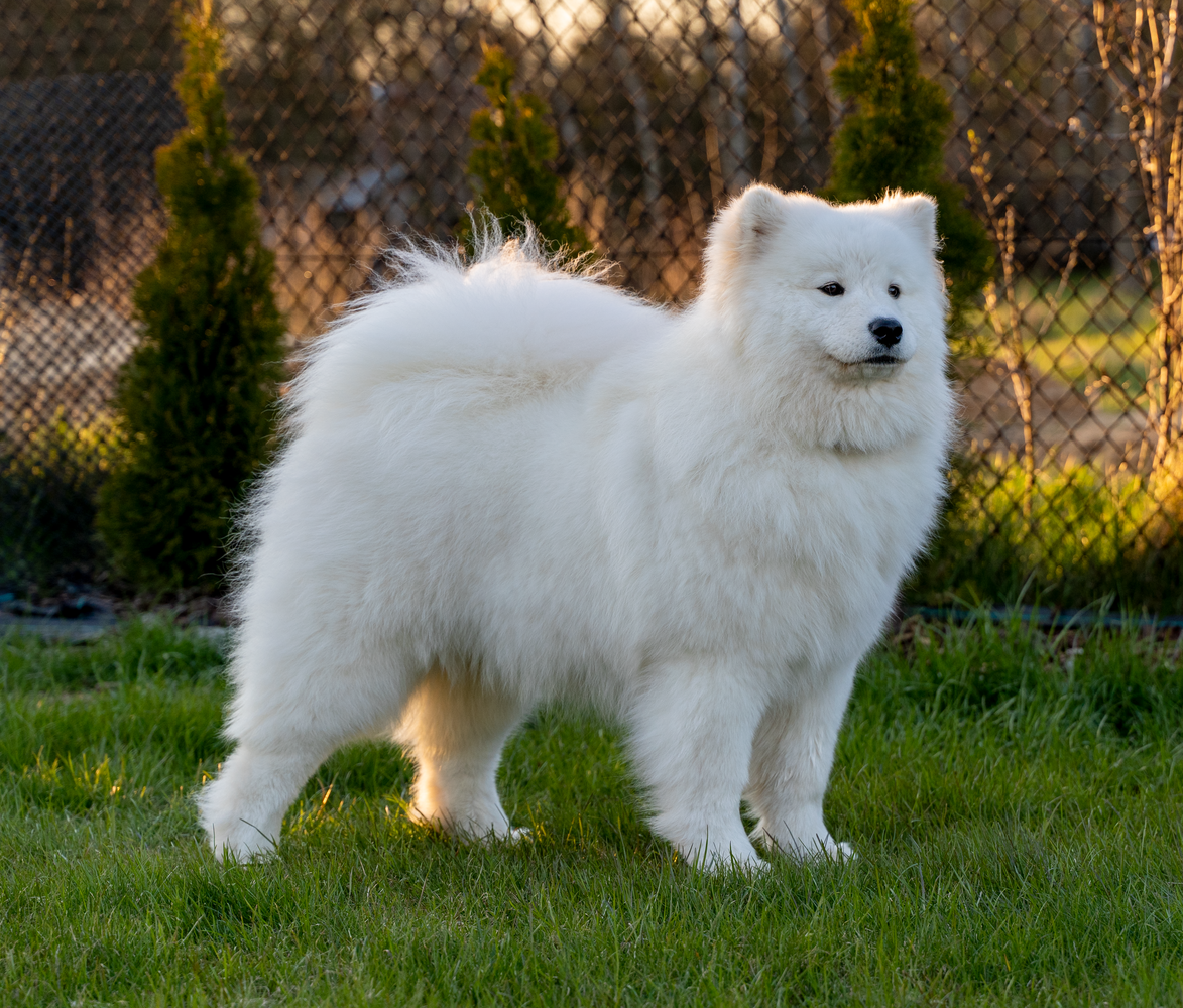 Winter Sky ENIGMA OF COOKIES