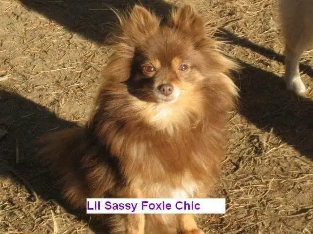 Nuttymeadows Lil Sassi Foxi Chic