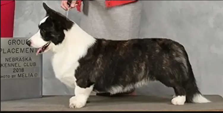 AM GCH, Portu CH, Crufts 2020 Res CC, Blu Skyy's Ziggy Stardust