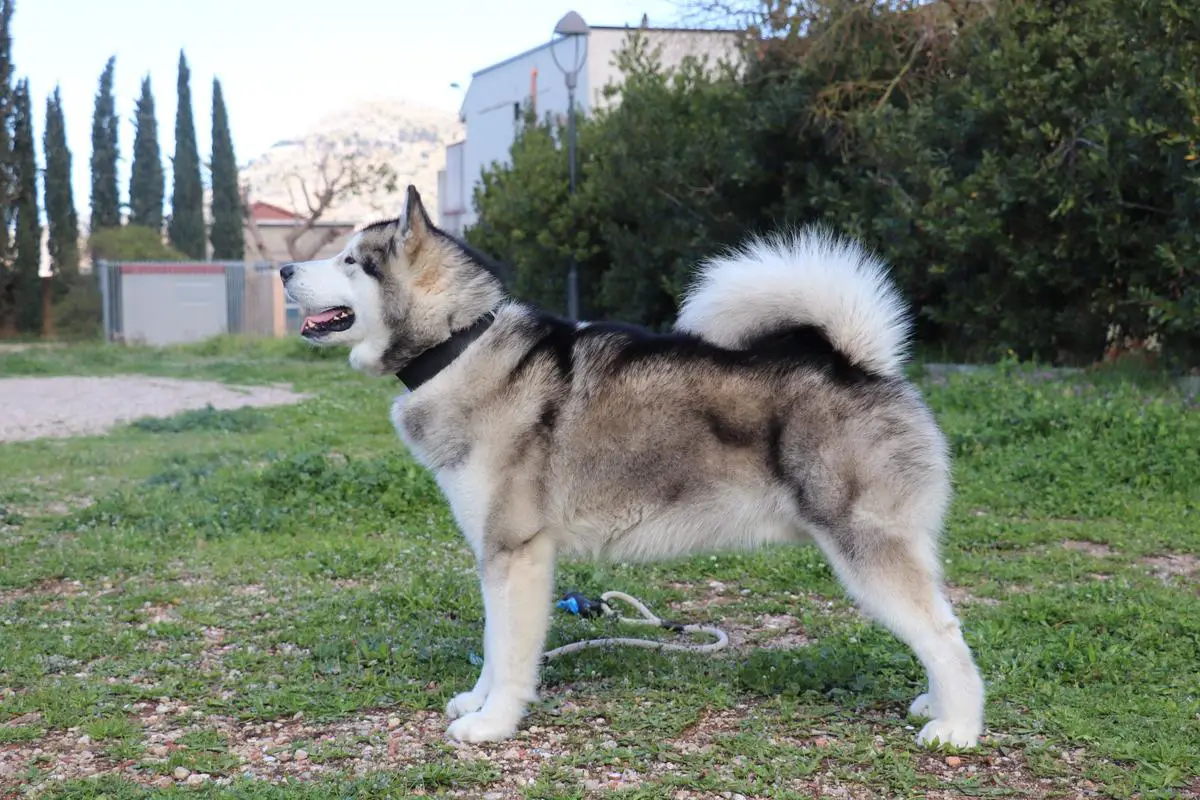 Nanouk