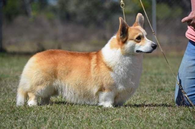 Australian Ch Fergwyn Like My Style