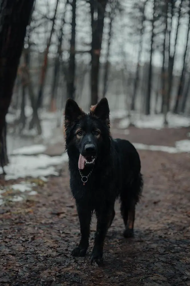 Xarbat Lesna Wataha PL