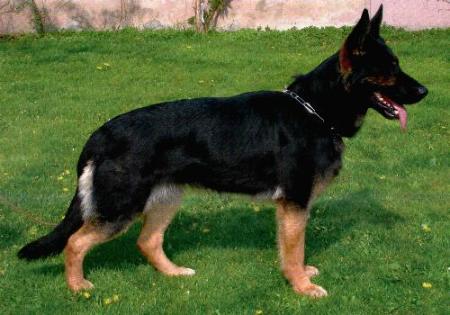 SG Nadin vom Gräfental