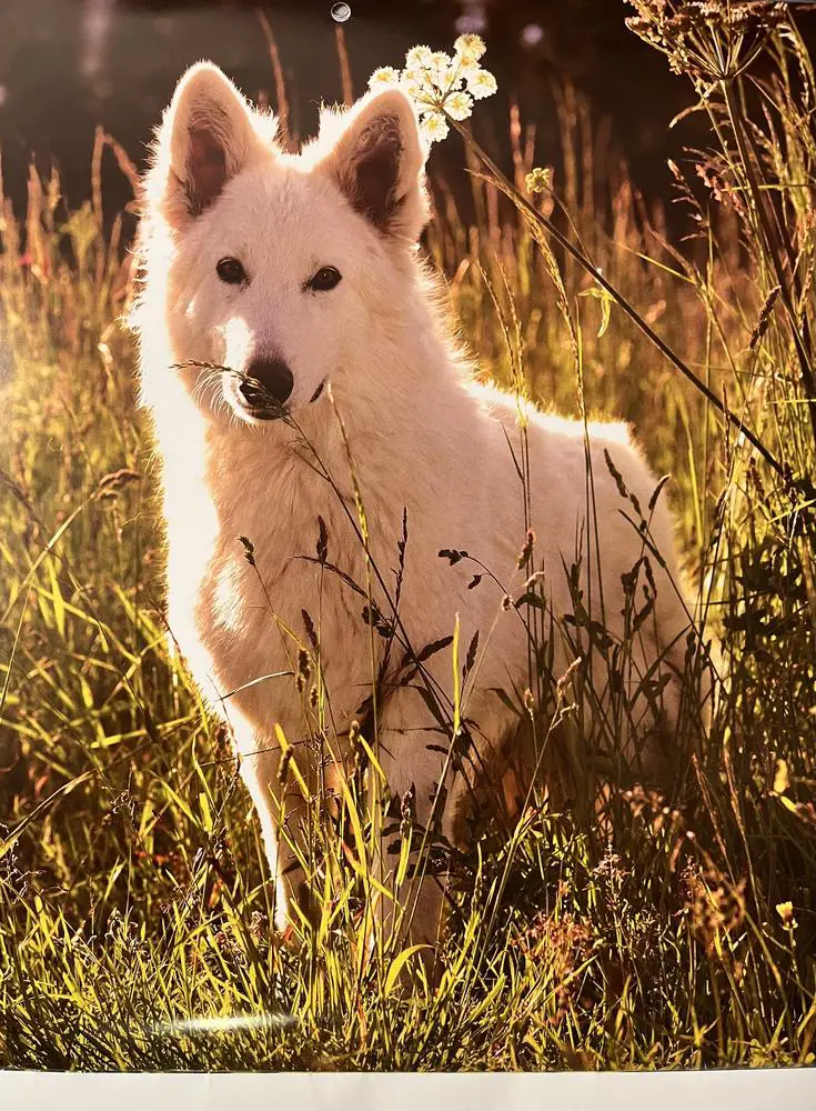Valentina of Linde’s White Wolves