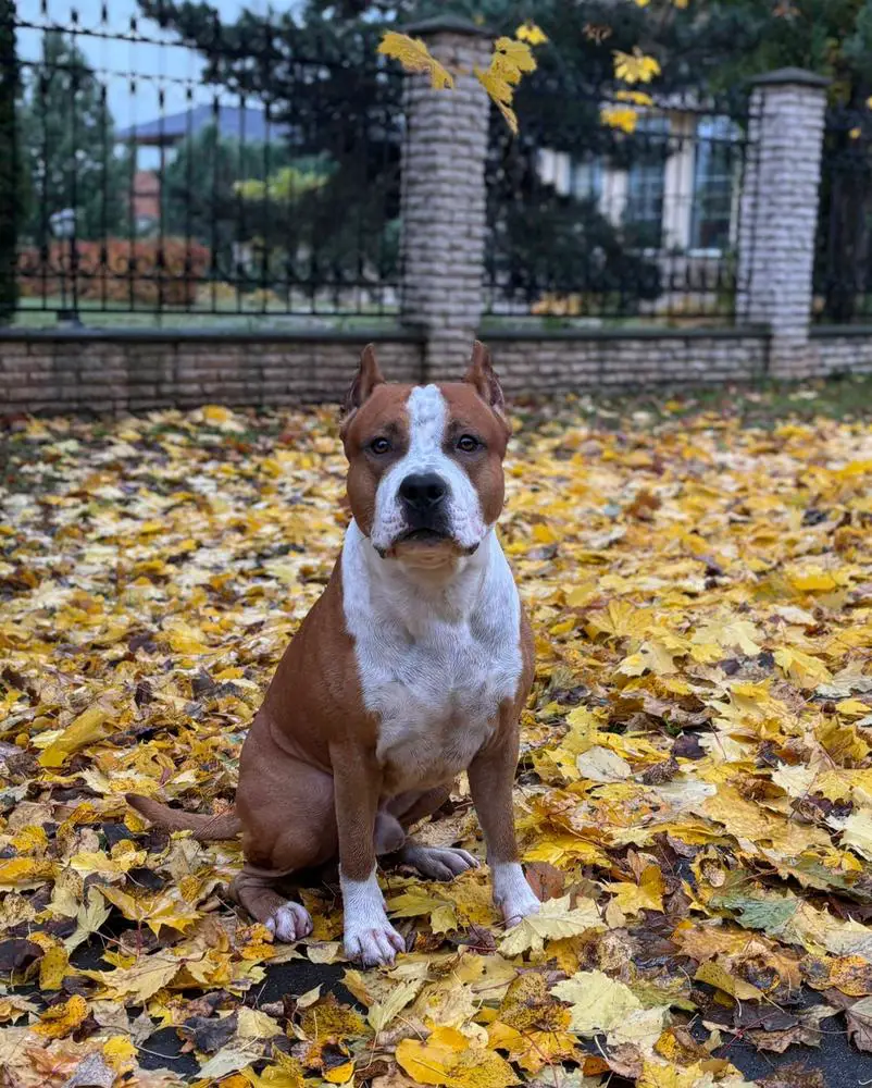 RCAC NeoXZ Tcenniy Prize From Ruffians Island