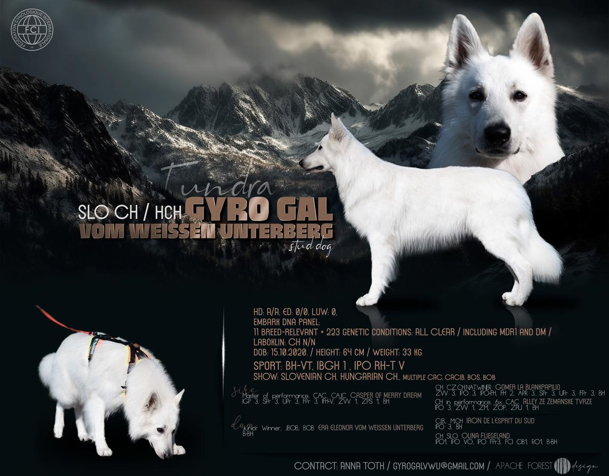 CIB / Multi Grand Ch / Multi Ch Gyro Gal Vom Weissen Unterberg