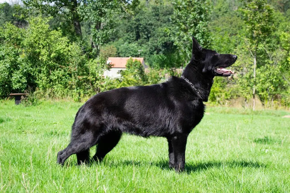 Artemis von Buranos Lobos