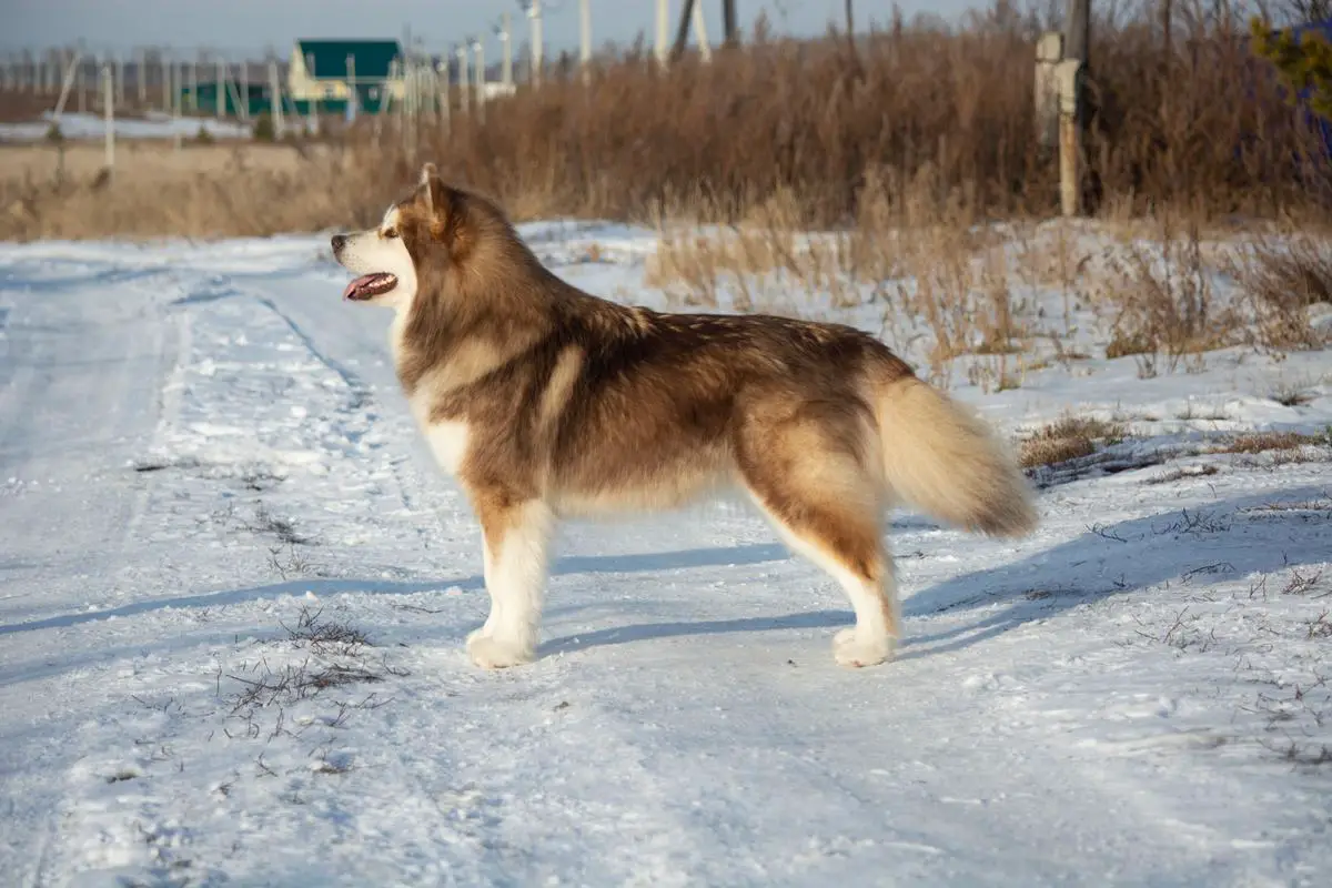 JCH.RUS, JCH.RKF MAZURSTAR OPIUM KISS