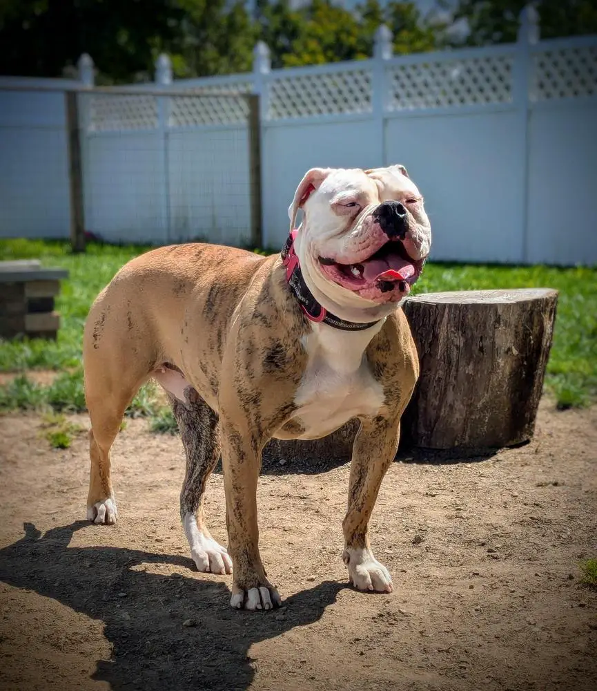 Champion Elijah's Blue Eyed Savior of SRT's