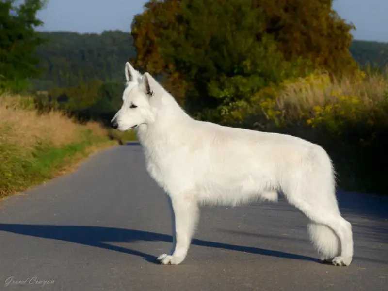 CIB, Junior CIB, Grand Ch.Pl. MultiCh., Junior MultiCh. VIP Grand Canyon