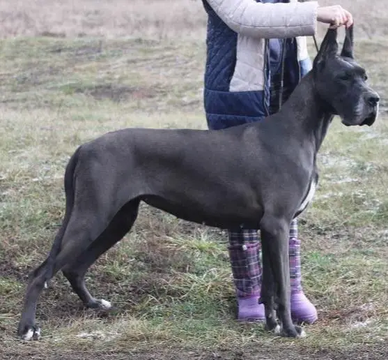 Norilskiy Suvenir Ameliya