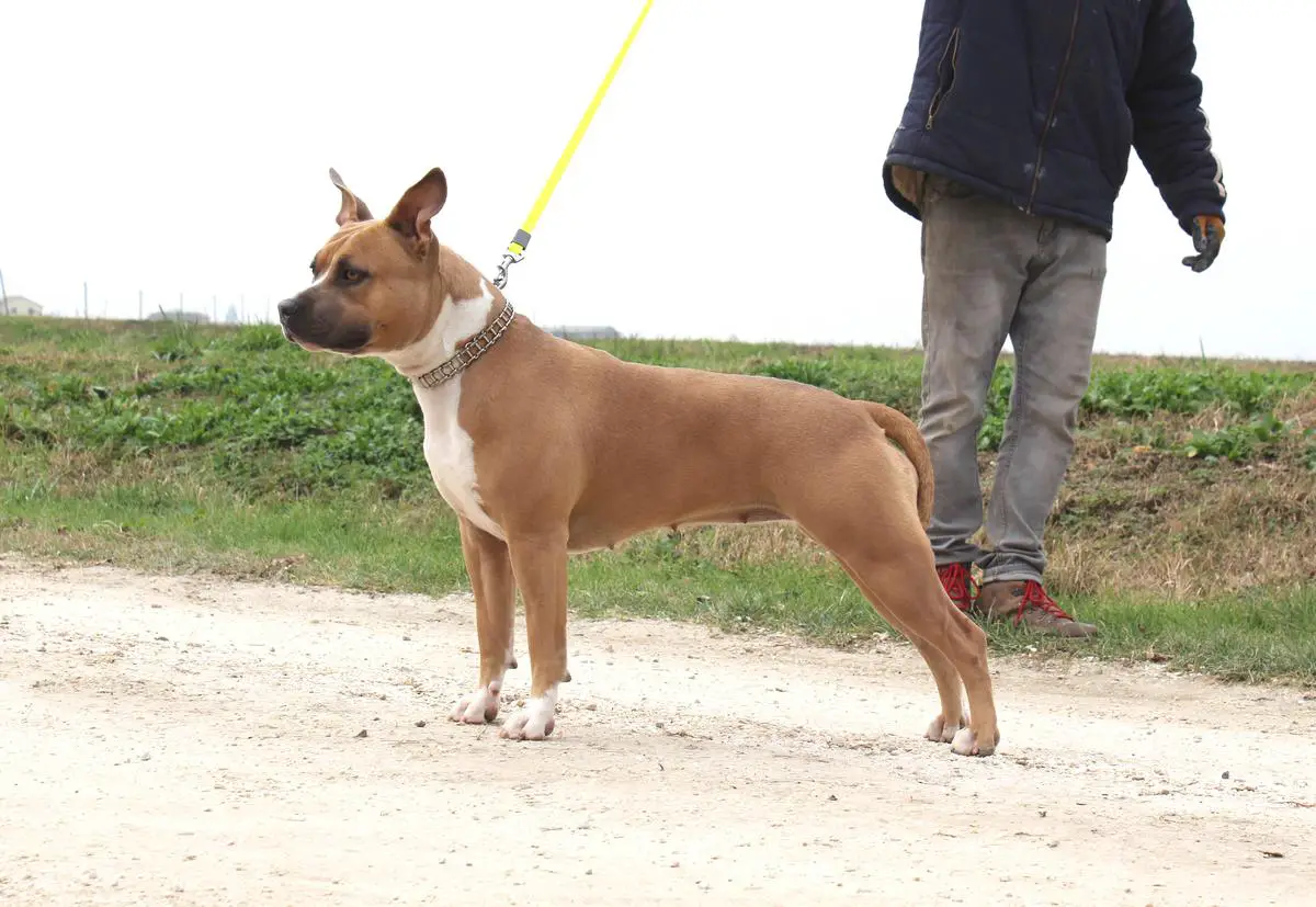 Contra Legem Pumpkin Pie